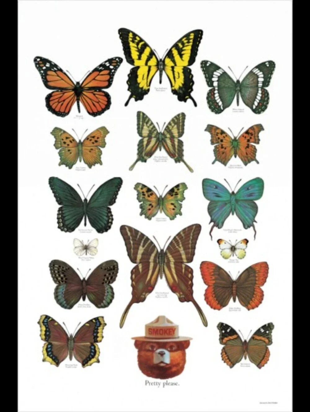 Vintage Butterfly Smokey Bear Poster 20x30